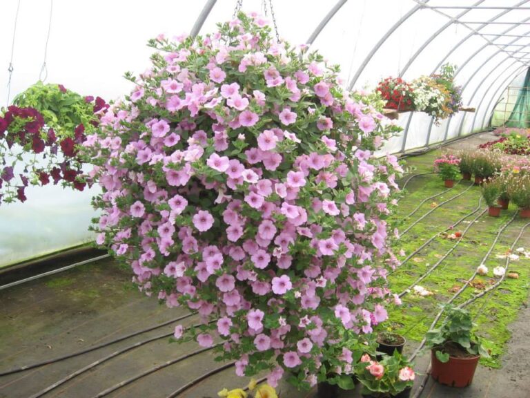 Artekfakt aastast 2015. Amplis Sweet Pink. See osteti küll hetkega!