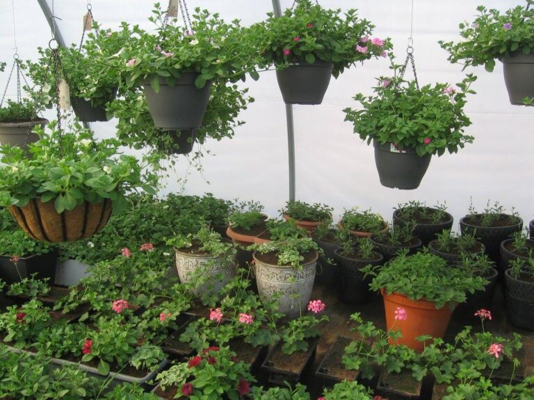 lilleparuni kasvuhoone 2015