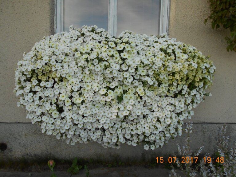 lilleparuni lillekast 2015