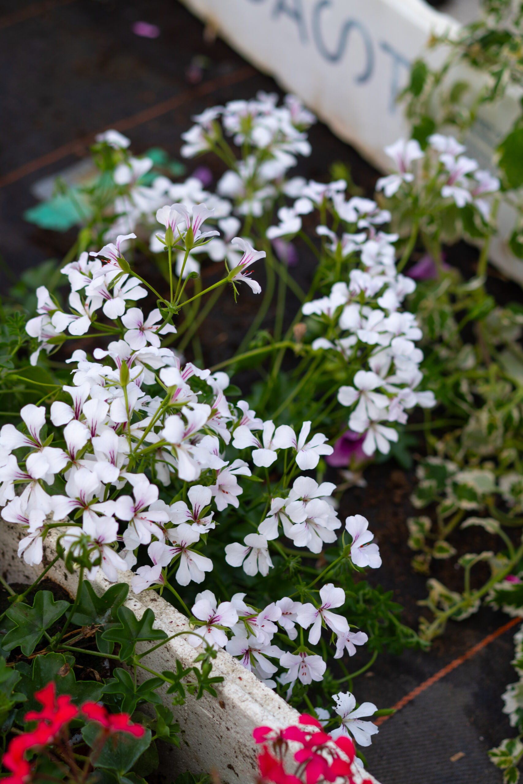 ville de paris white ville de paris white