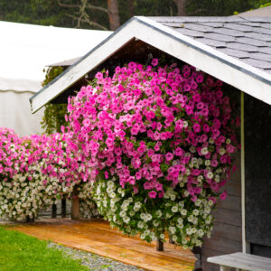 18 l lilleparuni hiigelampel