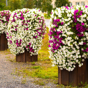 lilleparuni täis istutatud potid