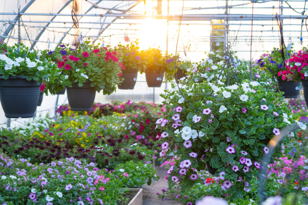 lilleparuni kasvuhoone