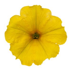 Surfiinia Dark Yellow