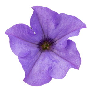 Surfiinia Heavenly Blue