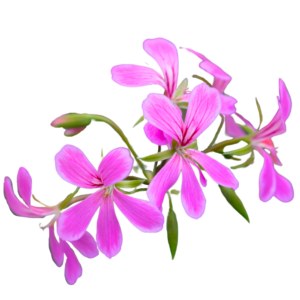 ville de paris lilac