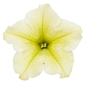 surfiinia lime