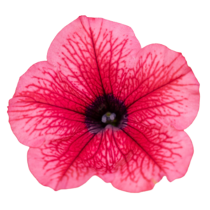 surfiinia hot red
