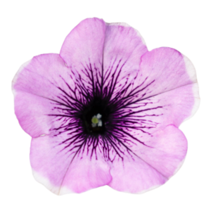 famous lavender blush