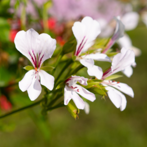 Ville de paris white