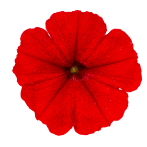 petuunia vista strawberry